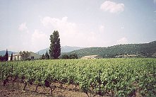 Les vignes  Montpeyroux